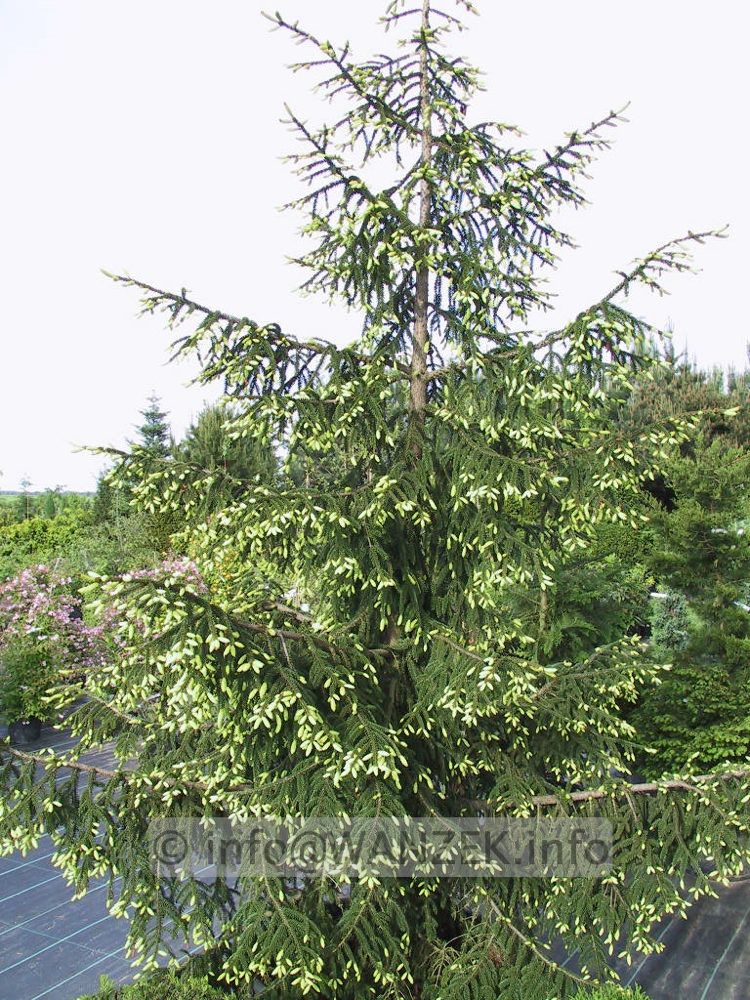 Picea orientalis Aureospicata 04.jpg